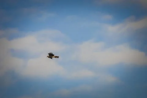 Black hawk high in the sky Stock Photos