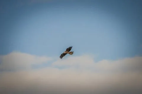 Black hawk high in the sky Stock Photos
