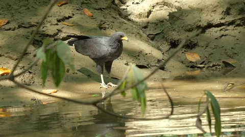 Black Hawk perched on the edge of a stream in the forest drinking water Video stock 323085148