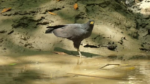 Black Hawk perched on the edge of a stream in the forest drinking water Stock Footage 323085837