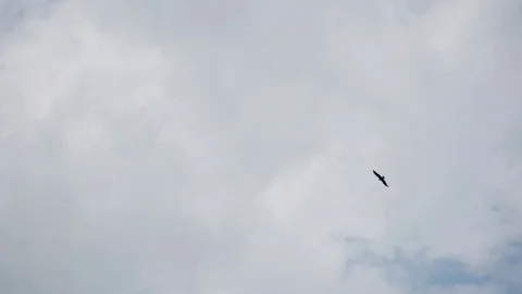 Black hawk soaring on a background of white clouds. Stock Footage 120133115