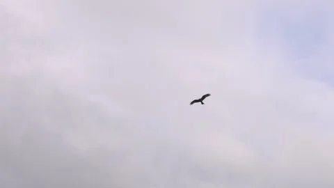 Black hawk soaring on a background of white clouds. Stock Footage 129007537