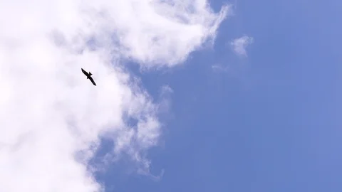 Black hawk soaring on a background of white clouds. Stock Footage 129007825
