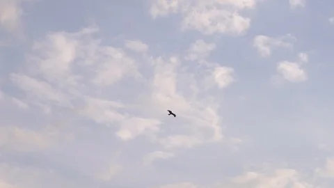 Black hawk soaring on a background of white clouds. Stock Footage 129007913