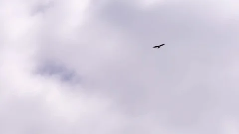 Black hawk soaring on a background of white clouds. Stock Footage 129008202