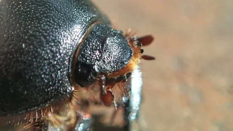 Black head of bug closeup Stock Footage 104719267