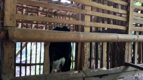 A black head goat inside bamboo cage Stock Footage 307104838