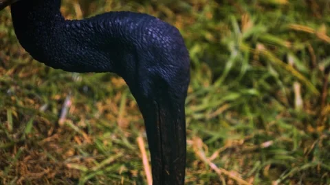 A black head ibis Video stock 246452542