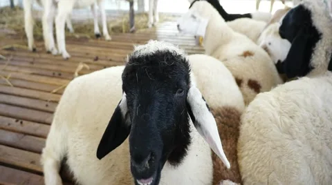 Black head lamb Stock Footage 46062058