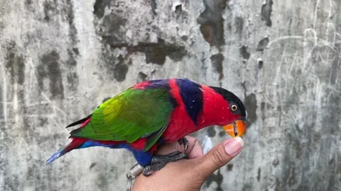 Black head parrot perched on someone's hand and playing with fingernails. Stock Footage 227068445