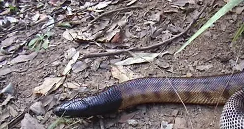 Black Head Python 스톡 동영상 242379303