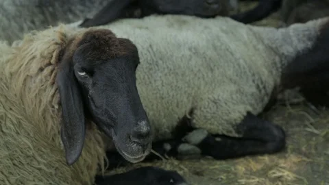 Black Head Sheep Stock Footage 87359339