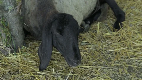 Black Head Sheep Stock Footage 87360546