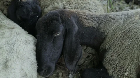 Black Head Sheep Stock Footage 87360620