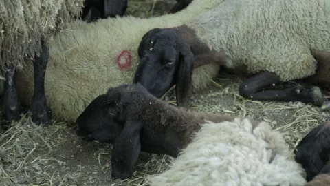 Black Head Sheep Stock Footage 87360708