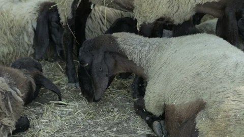 Black Head Sheep Stock Footage 87360904