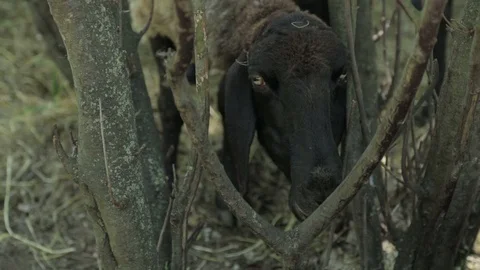 Black Head Sheep Stock Footage 87367798