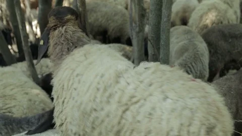 Black Head Sheep Stock Footage 87368213