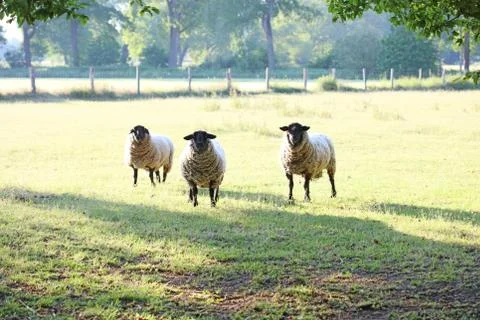 Black head sheep macro modern backgrounds high quality prints Dorsten covid-1 Stock Photos