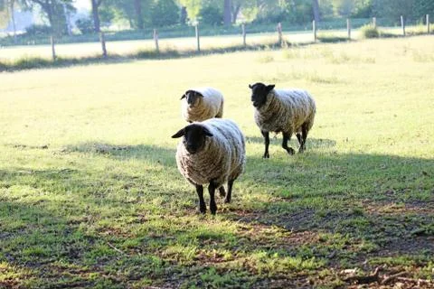Black head sheep macro modern backgrounds high quality prints Dorsten covid-1 Stock Photos