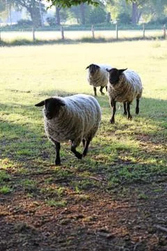 Black head sheep macro modern backgrounds high quality prints Dorsten covid-1 Stock Photos