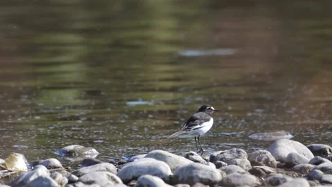 Black head wagtail bird Stock Footage 234248654