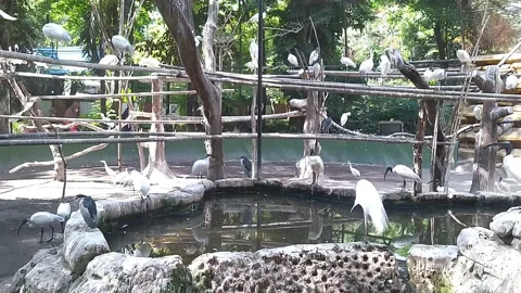Black head white ibis Video stock 213414594
