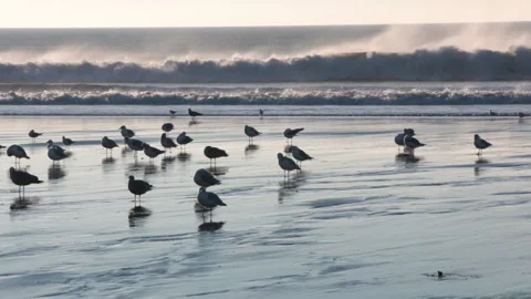 Black headed and Herring gulls at sunset in North Devon Stock Footage 141441995