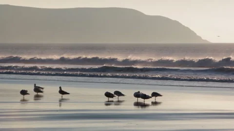 Black headed and Herring gulls at sunset in North Devon Stock Footage 141442459