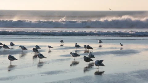 Black headed and Herring gulls at sunset in North Devon Stock Footage 141442844