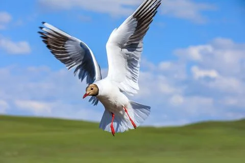 A black-headed bird is flying. Stock Photos