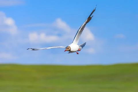 A black-headed bird is flying. Stock Photos