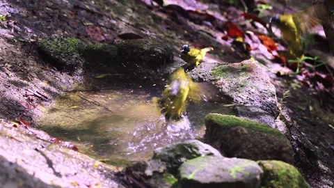 Black-headed Bulbul bathing Stock Footage 255828580
