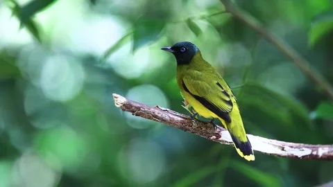 Black-headed Bulbul Stock Footage 255571252