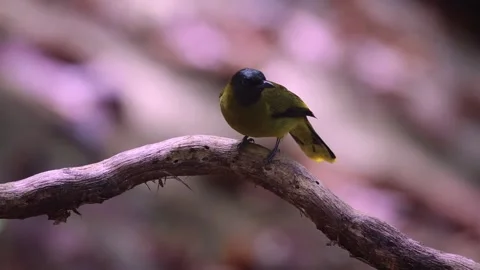 Black-headed Bulbul Stock Footage 255571415