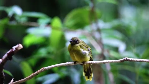 Black-headed Bulbul Stock Footage 255571426