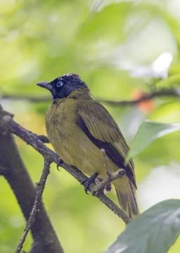 Black Headed Bulbul Stock Photos