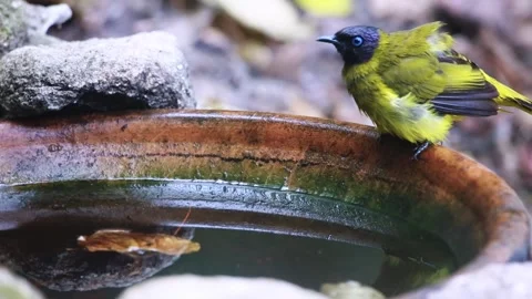 Black-headed Bulbul,bird bathing, Stock Footage 255762759