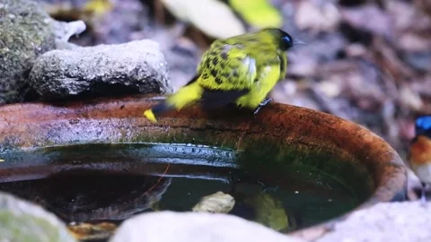 Black-headed Bulbul,bird bathing, Stock Footage 255762781