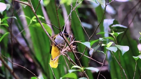Black-headed Bulbul,Bird crowing, Stock Footage 256154316