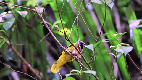 Black-headed Bulbul,Bird Crowing, Stock Footage 256154378