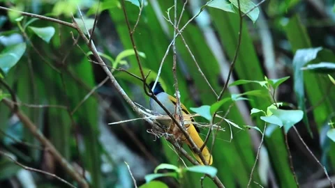 Black-headed Bulbul,Bird Crowing, Stock Footage 256154405