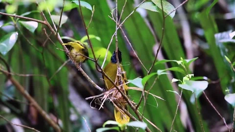 Black-headed Bulbul,Bird Crowing, Stock Footage 256154422
