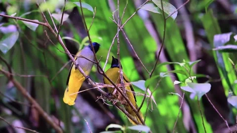 Black-headed Bulbul,Bird Crowing, Stock Footage 256154436