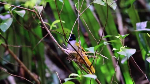 Black-headed Bulbul,Bird crowing, Stock Footage 256154439