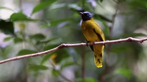 Black-headed Bulbul,bird Stock Footage 252423376