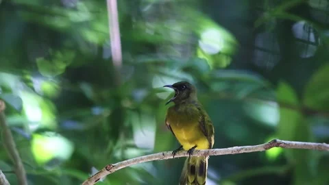 Black-headed Bulbul,bird launching, Stock Footage 252870068