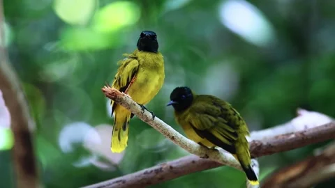 Black-headed Bulbul.Bird pairing Stock Footage 255571338