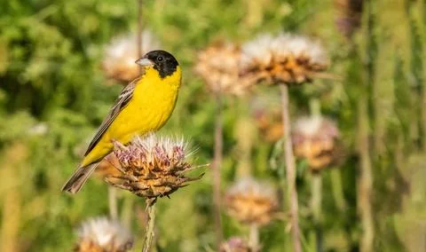 Black-headed bunting or Emberiza melanocephala small yellow signing passerine Stock Photos
