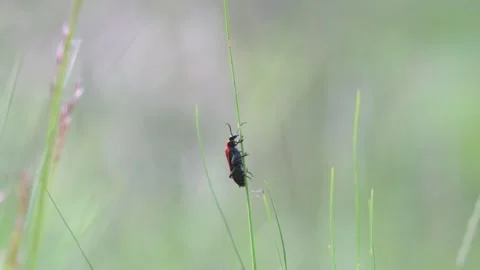 Black-headed cardinal beetle (Pyrochroa coccinea) crawling on blade of grass Stock Footage 293055751